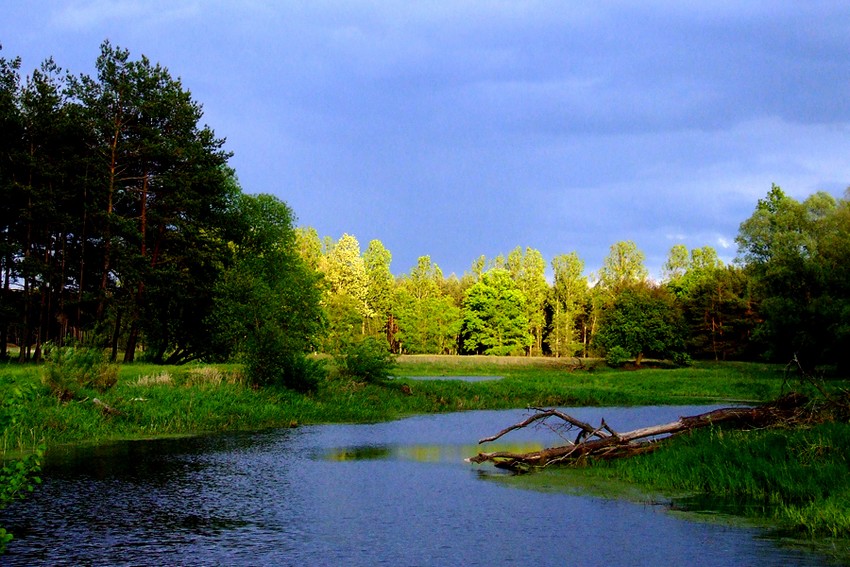 Burzowść