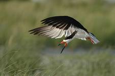 Brzytwodziob, Rynchops niger, Black Skimmer