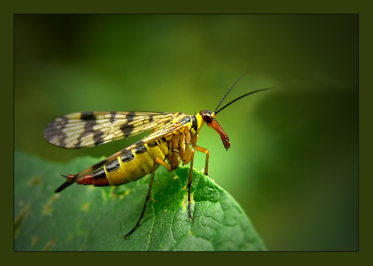 Wojsiłka pospolita (Panorpa communis)