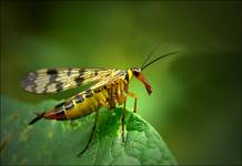 Wojsiłka pospolita (Panorpa communis)