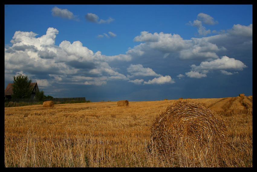 Pożniwne Pole