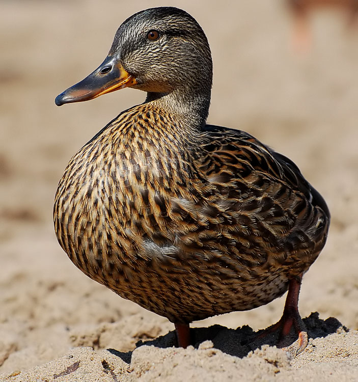 Portret kaczki z dzikiej plaży