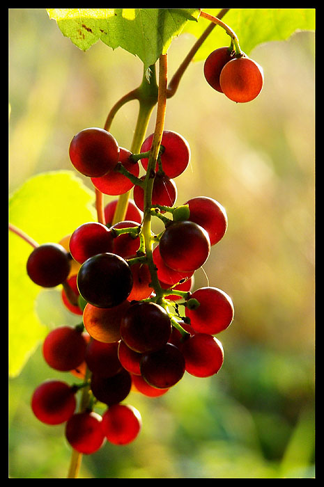 Vitis vinifera