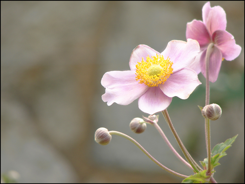 pink lady