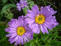 aster letni