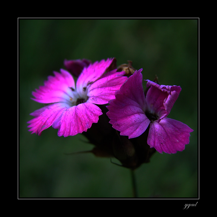 Dianthus carthusianorum