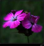 Dianthus carthusianorum