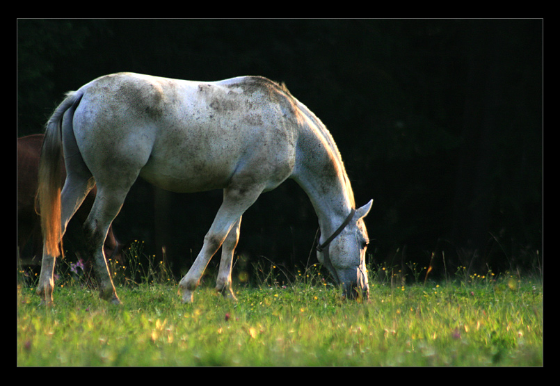 ...Pongo...