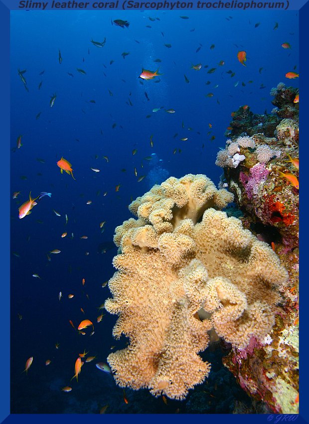 Slimy leather coral (Sarcophyton trocheliophorum)