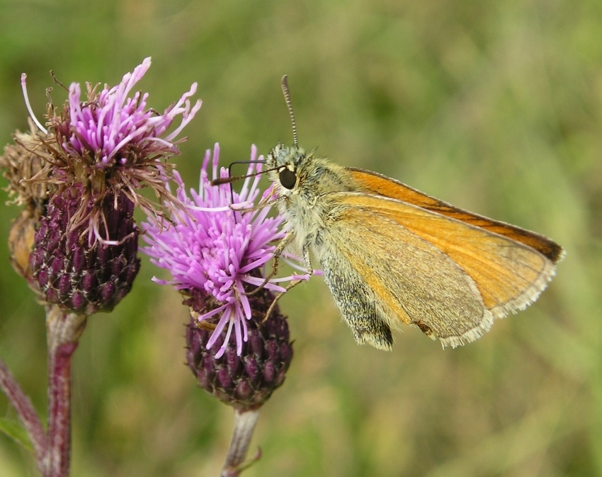 motyl