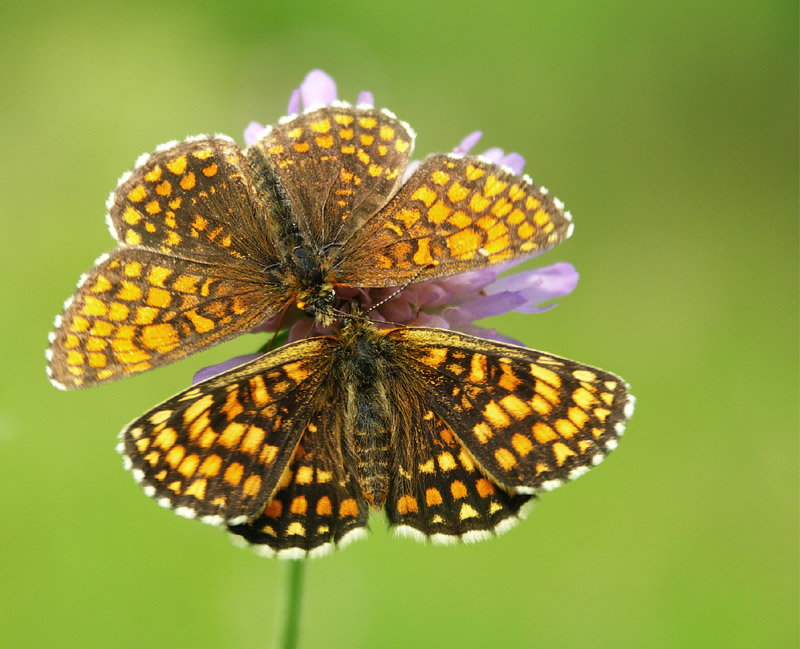 Przeplatki atalie (Melitaea athalia)