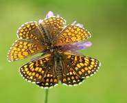 Przeplatki atalie (Melitaea athalia)