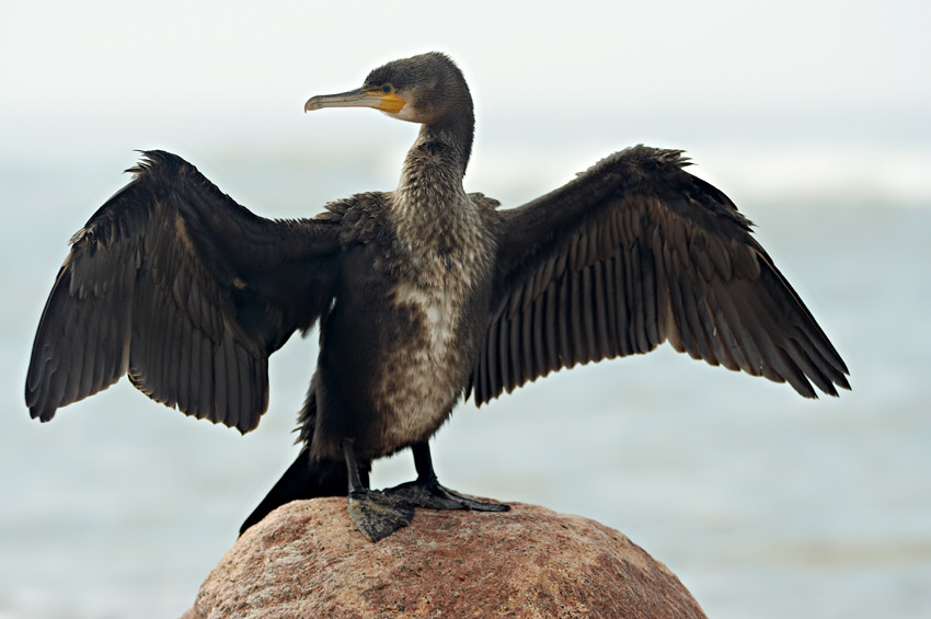 Bałtyckie klimaty-kormoran