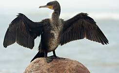 Bałtyckie klimaty-kormoran