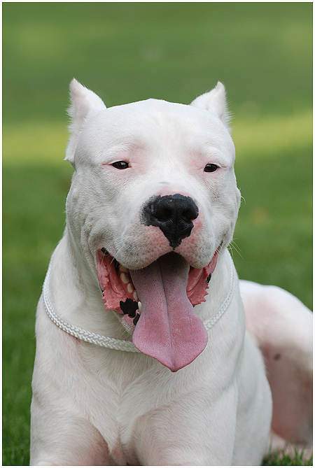 Dog Argentyński / Dogo Argentino