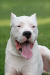 Dog Argentyński / Dogo Argentino