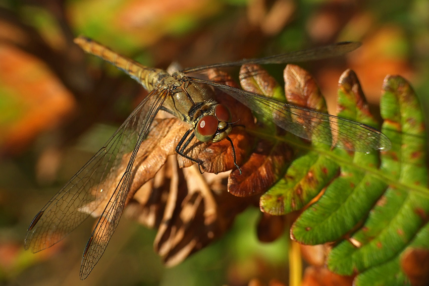 Majestic DragonFly (nieco jesienne klimaty)