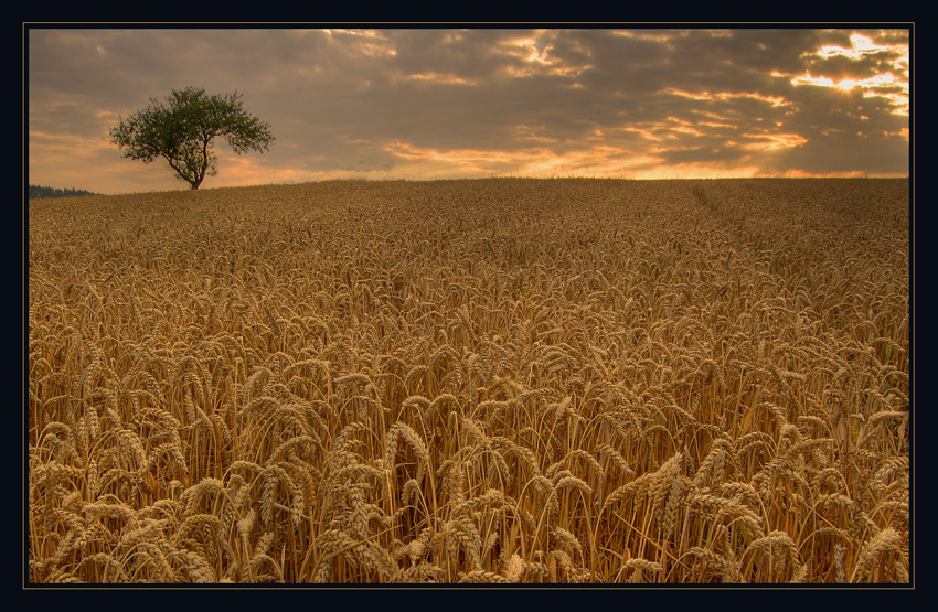 fields of gold...II