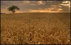 fields of gold...II