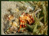 Red Sea anemone hermit crab (Dardanus tinctor)