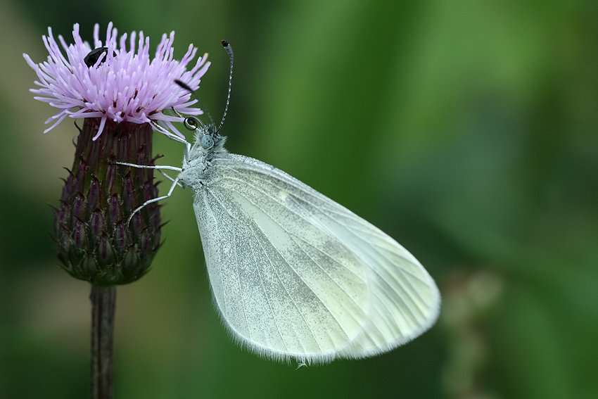 Wietek gorycznik (Leptidea sinapis) lub Wietek Reala (Leptidea reali)