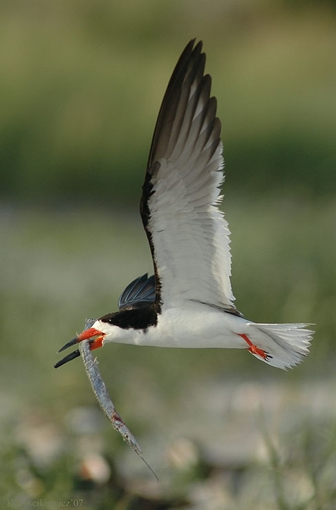 Brzytwodziob, Rynchops niger, Black Skimmer