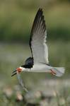 Brzytwodziob, Rynchops niger, Black Skimmer