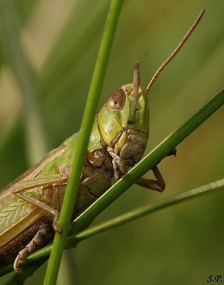 portret konik