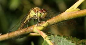 odpoczynek , Szablak zwyczajny (Sympetrum vulgatum)