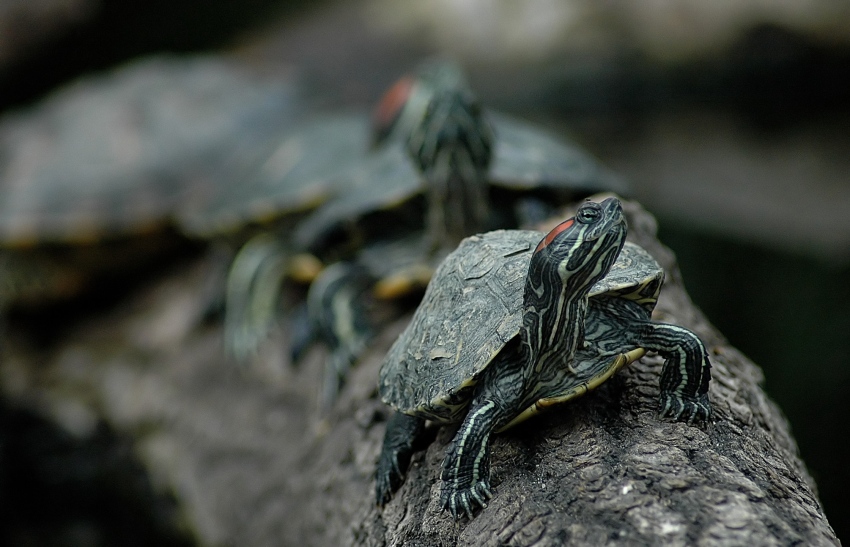 Żółw Czerwonolicy - trachemys scripta elegans