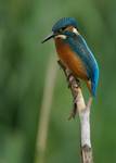 KingFisher2