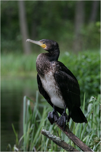 Kormoran ...