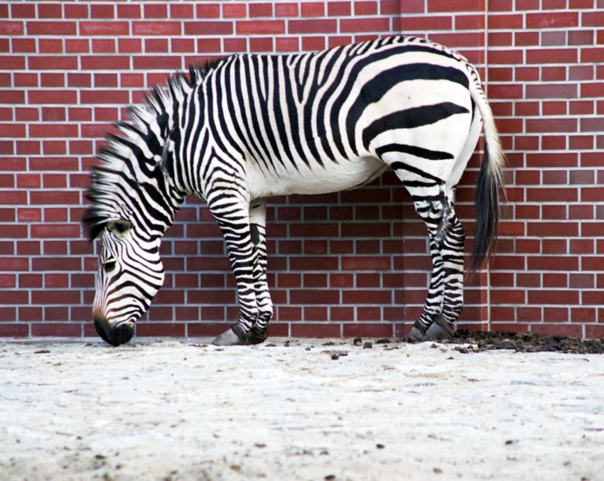 Zebra