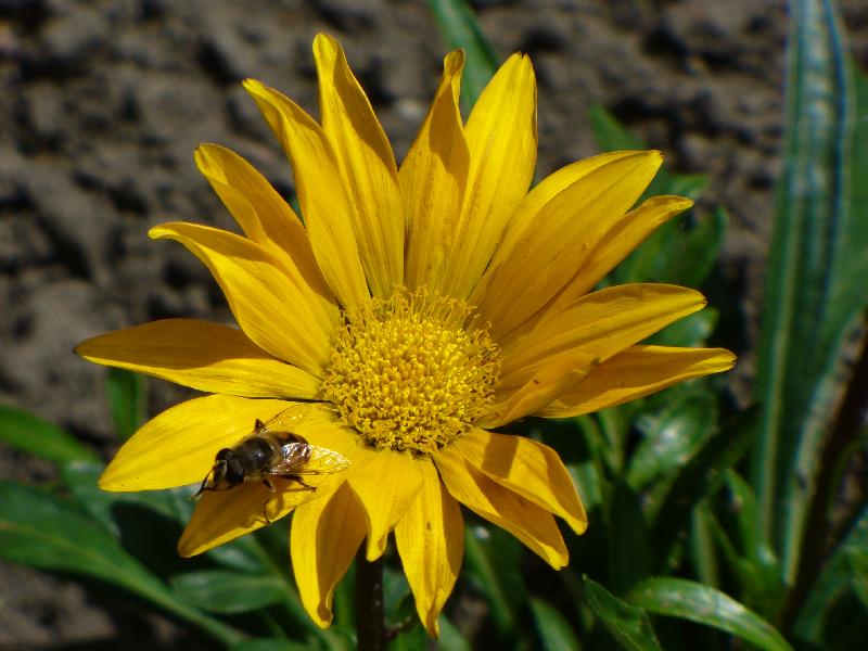 Gazania z mojego ogródka:)