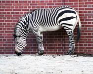 Zebra - poprawka