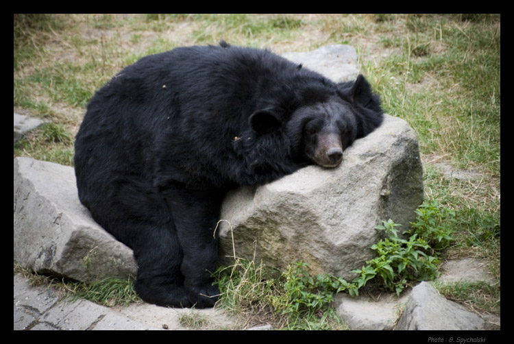 Siesta