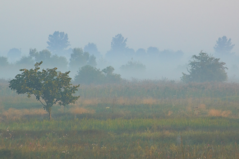 Mgły nad mokradłem