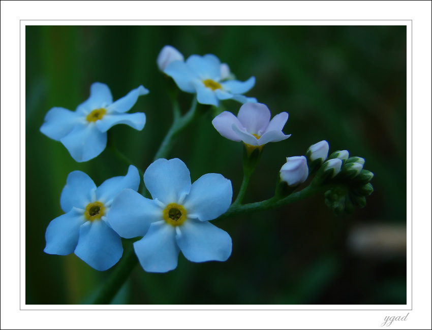 Myosotis palustris