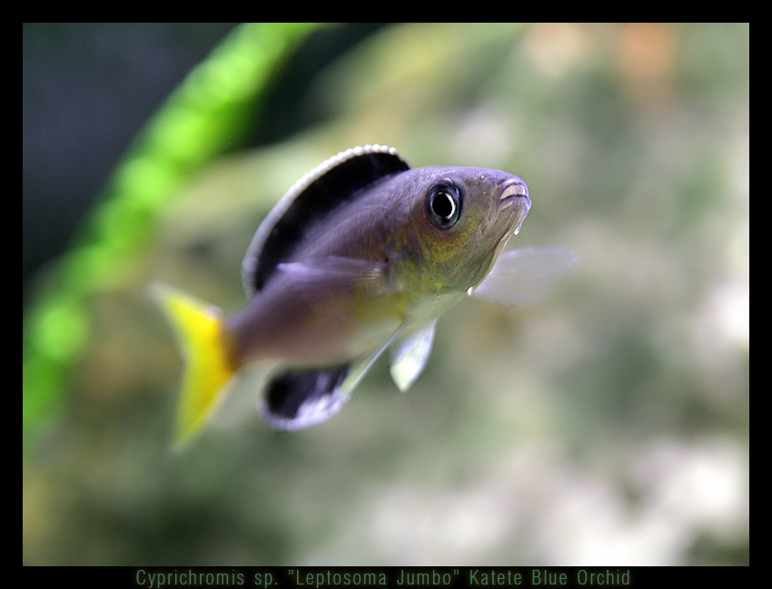 Cyprichromis sp. \\"Leptosoma   Jumbo\\" Katete Blue Orchid