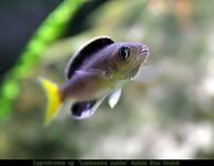 Cyprichromis sp. \\"Leptosoma   Jumbo\\" Katete Blue Orchid