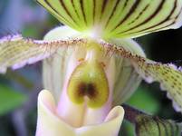 Paphiopedilum