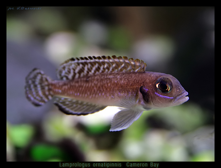 Lamprologus ornatipinnis Cameron Bay