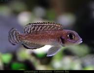 Lamprologus ornatipinnis Cameron Bay