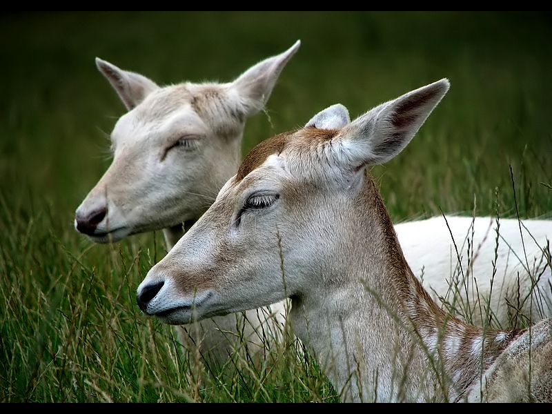 Białe sarny