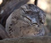 Tawny Frogmouth