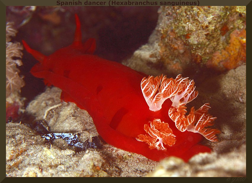 Spanish dancer (Hexabranchus sanguineus)