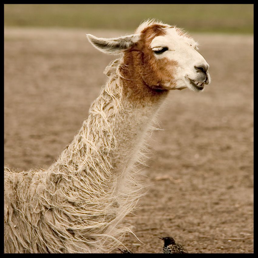 lama