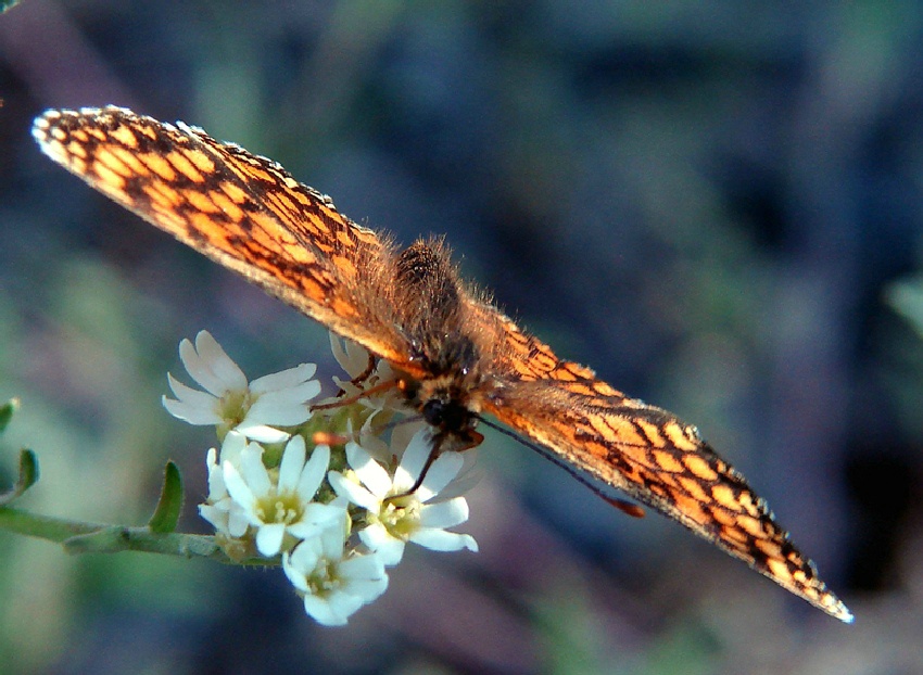 MOTYL