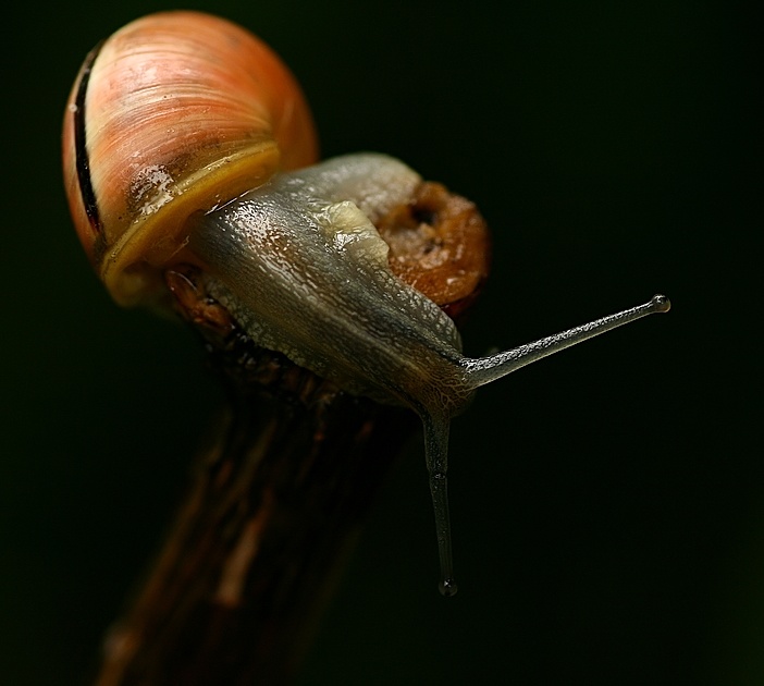 slug