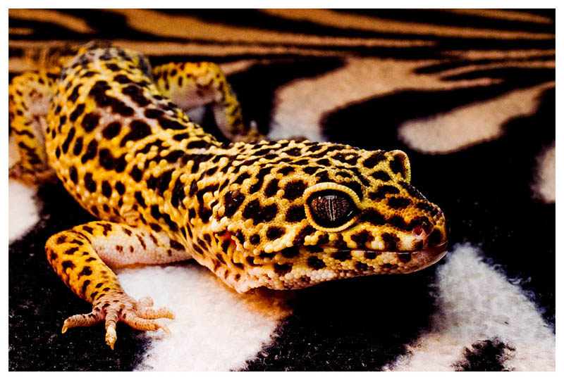 Gecko